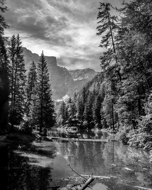 The Rachel Carson Project